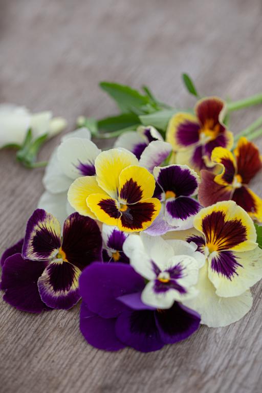 Viola x wittrockiana, 'Swiss Giant Field Grown Mix'