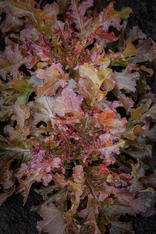 Lettuce, Curled & Oak Leaf, 'Mascara'
