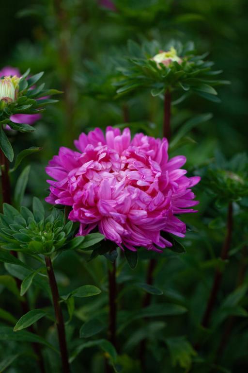 Callistephus chinensis, 'King Size Rose'