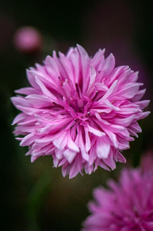 Centaurea cyanus, 'Pink Ball'