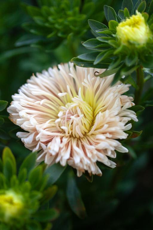 Callistephus chinensis, 'Apollonia Chamois'