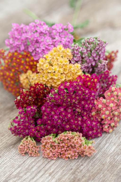 Achillea millefolium, 'Flowerburst Fruitbowl'