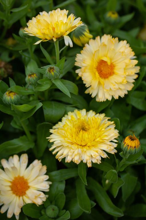 Calendula officinalis, 'Double Lemon'