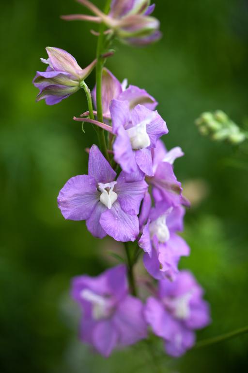 Delphinium consolida, 'Lilac Spire'