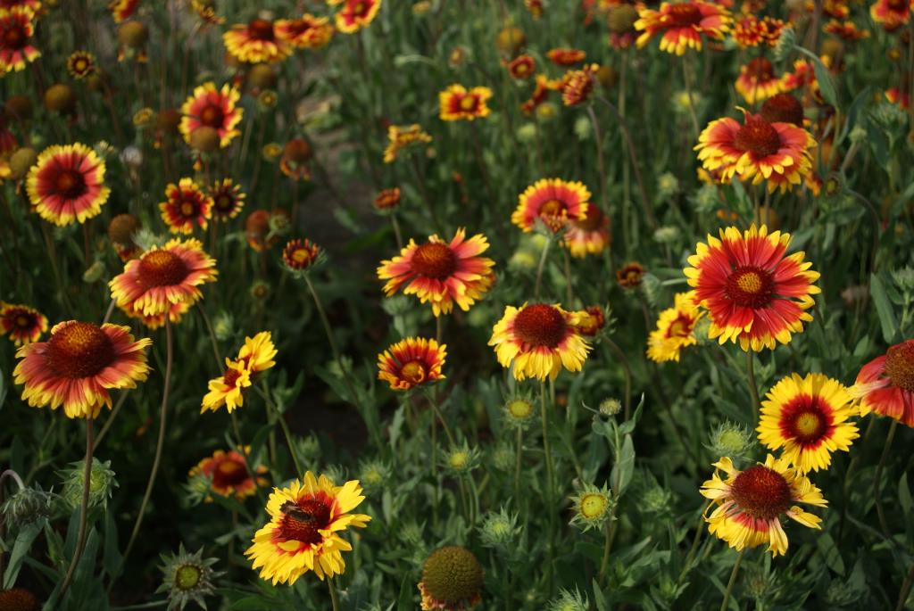 Gaillardia aristata, 'Single Flowered Mixture'