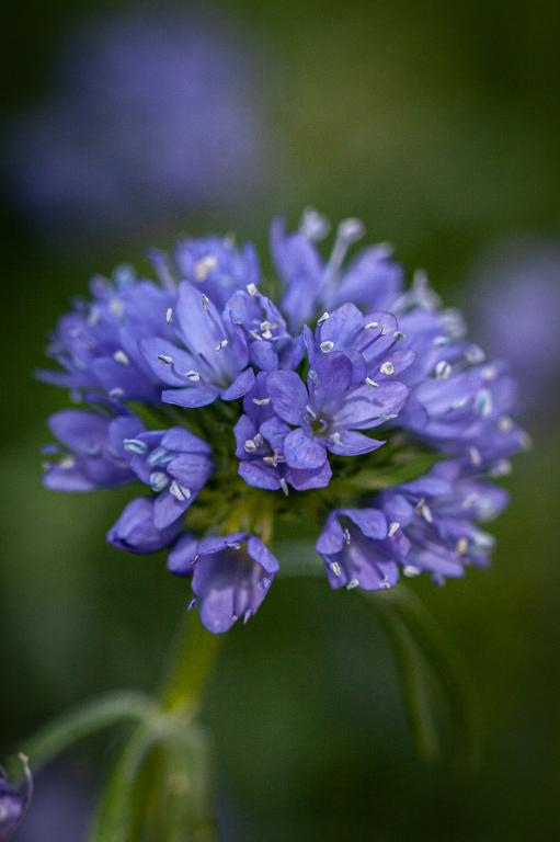 Gilia leptantha