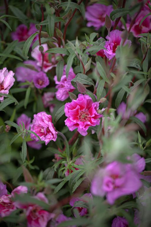 Godetia grandiflora, 'Tall Double Mixed'