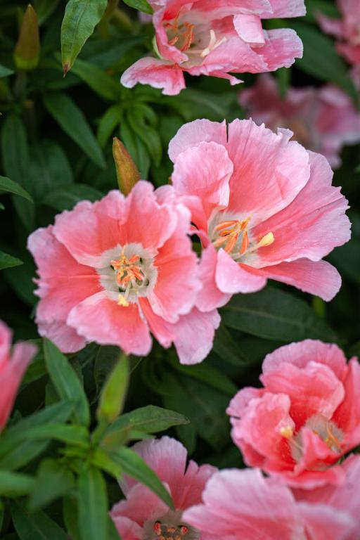 Godetia grandiflora, Azalea-flowered, 'Orange Glory'
