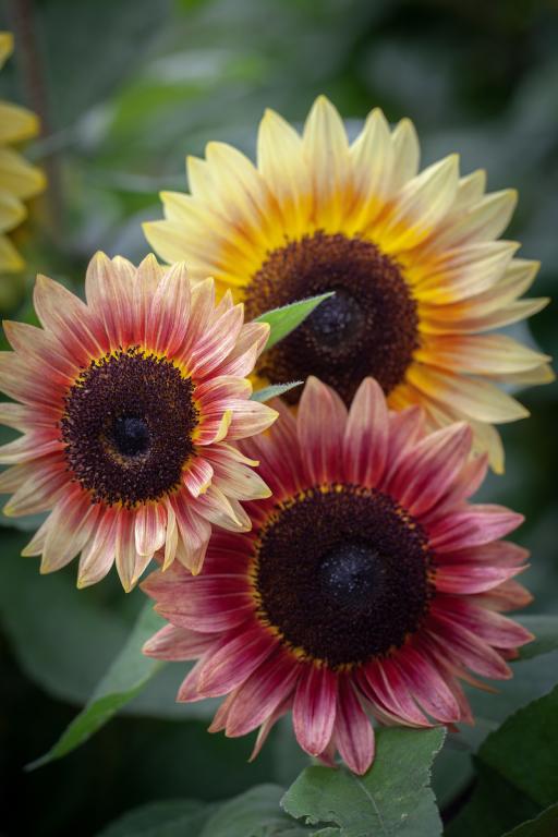 Helianthus annuus, 'Desert Sun', F1 Hybrid
