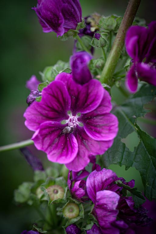 Malva sylvestris mauritiana