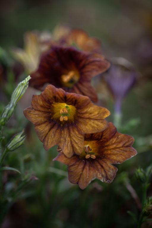 Salpiglossis sinuata, 'Café au Lait'