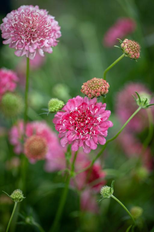 Scabiosa atropurpurea, 'Tall Double Rose'