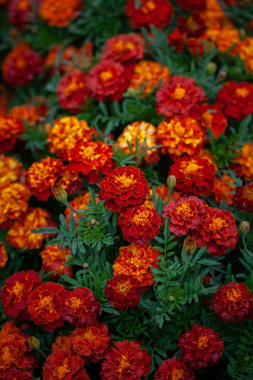 Tagetes patula, 'Carmen'