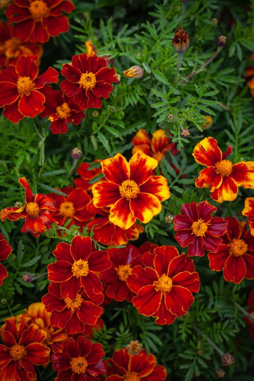 Tagetes patula, 'Favourite Red'
