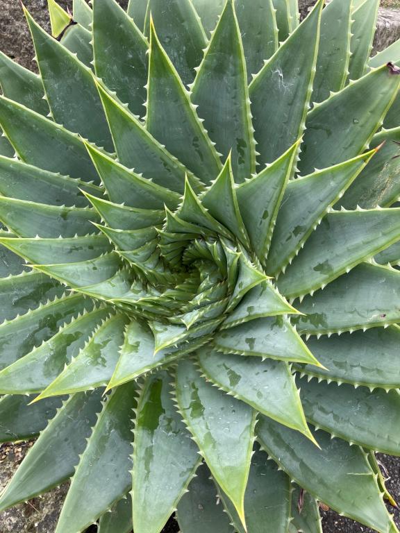 Aloe polyphylla