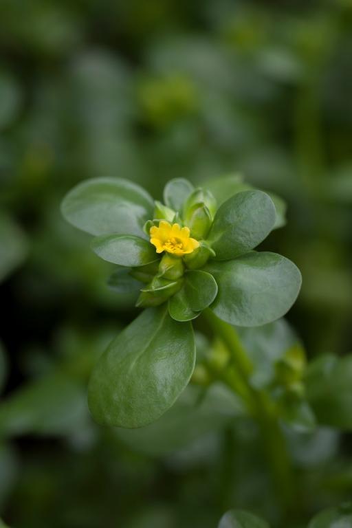 Purslane Golden