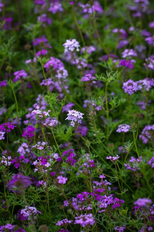 Verbena tenuisecta, 'Lilac blue'