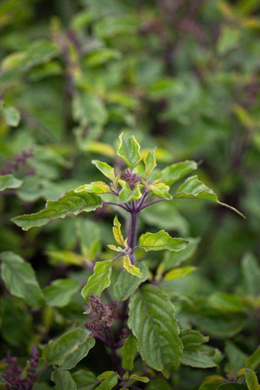 Holy Basil, 'Holy Green'