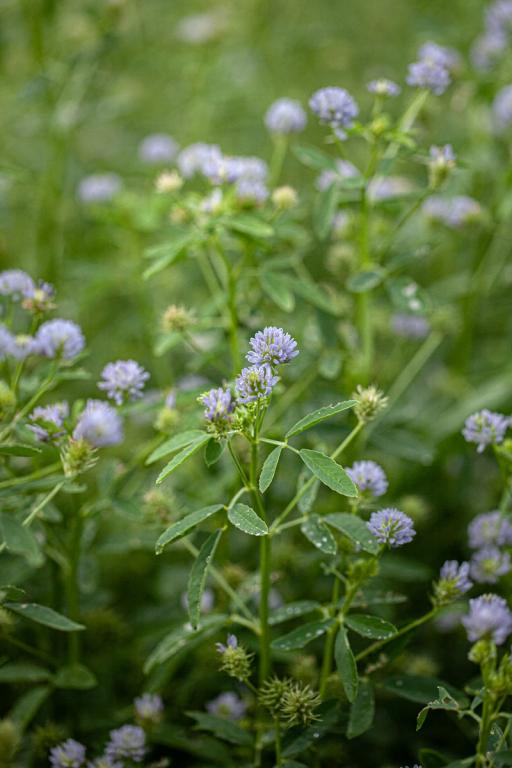 Blue Fenugreek