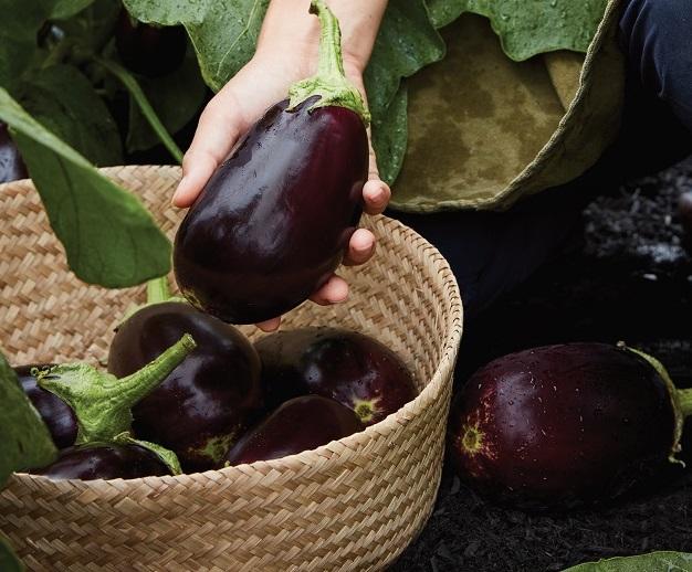 Aubergine, 'Genie', F1 Hybrid