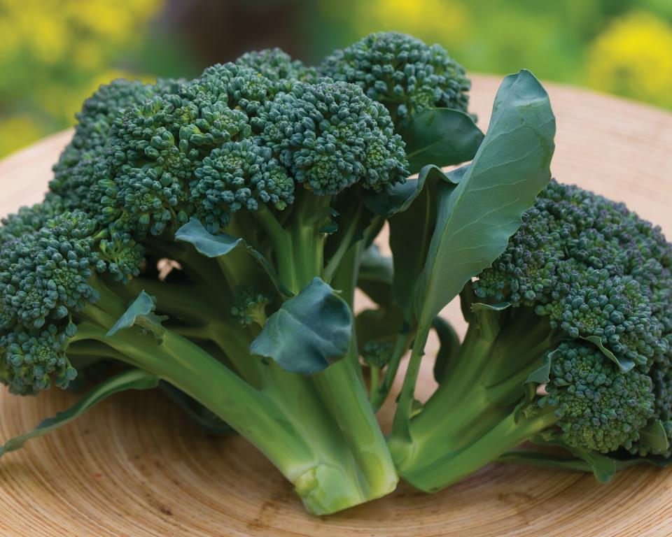 Calabrese, 'Sun King', F1 Hybrid