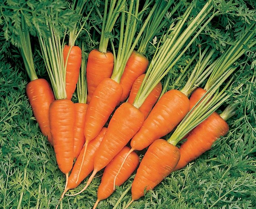 Carrot, 'Short and Sweet'