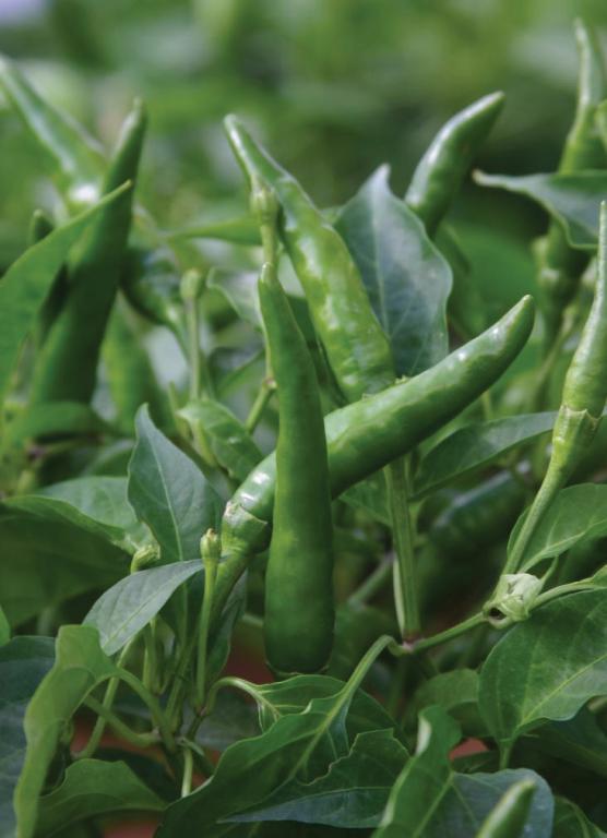 Capsicum, Chilli Pepper, 'Toofan', F1 Hybrid