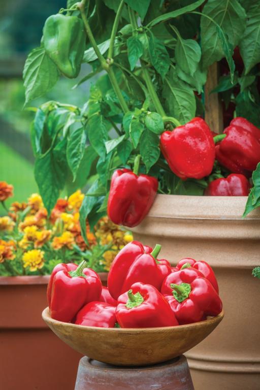 Capsicum, Sweet Pepper, 'Popti', F1 Hybrid