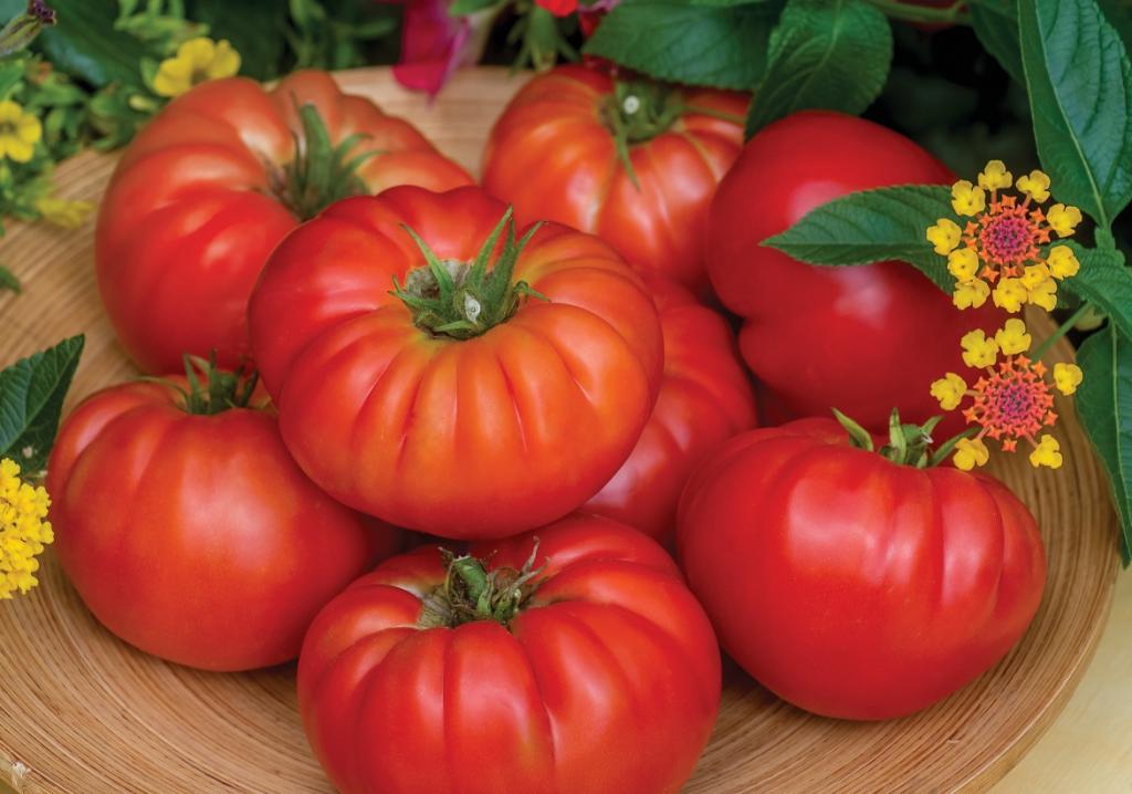 Tomato, Beef, 'Bountiful'