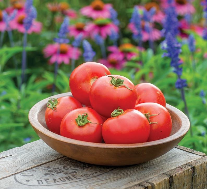 Tomato, 'Crimson Crush', F1 Hybrid