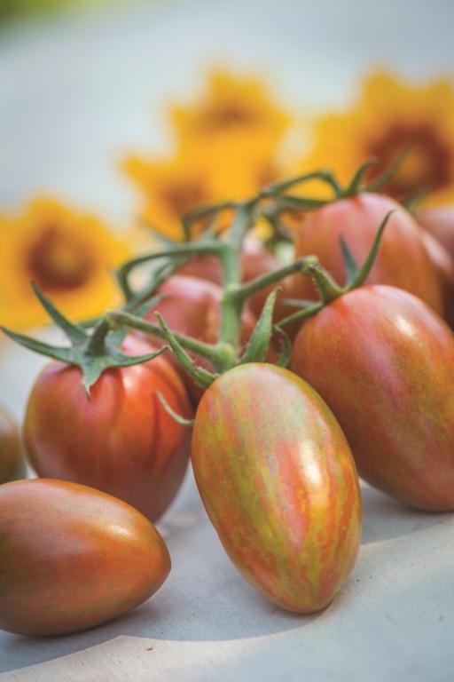 Tomato, Plum, 'Shimmer', F1 Hybrid