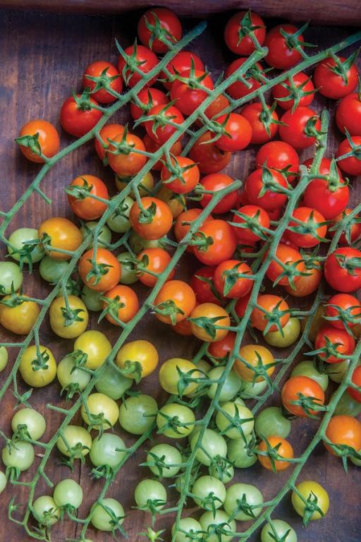 Tomato, Cherry, 'Cherry Baby', F1 Hybrid