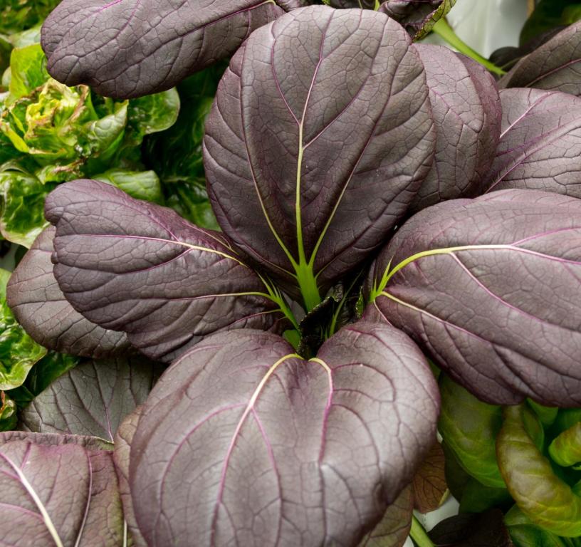 Pak Choi, 'Red Choi', F1 Hybrid