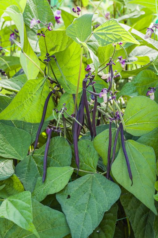 Bean, Dwarf French, 'Celine'