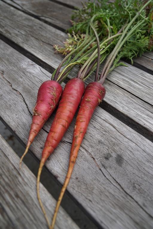 Carrot, 'Purple Feathers'