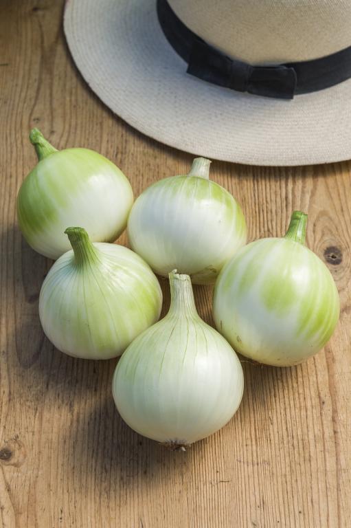 Onion, Maincrop, 'Walla Walla'