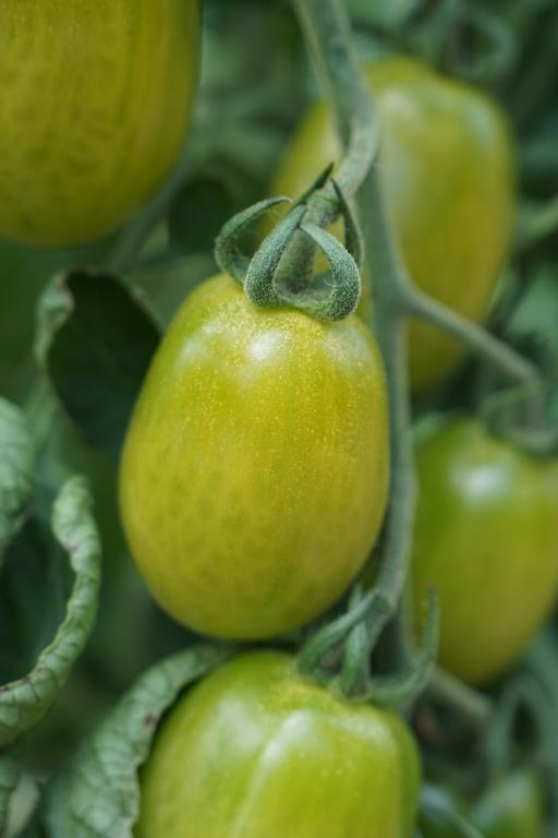 Tomato, Plum, 'Cedrino', F1 Hybrid