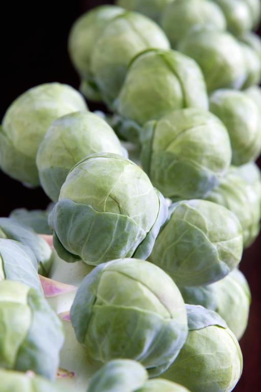 Brussels Sprouts, 'Long Island'
