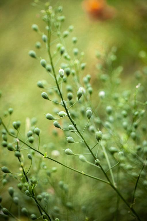 Camelina sativa