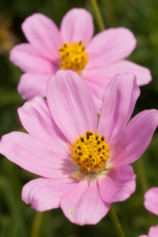 Cosmos peucidanifolius