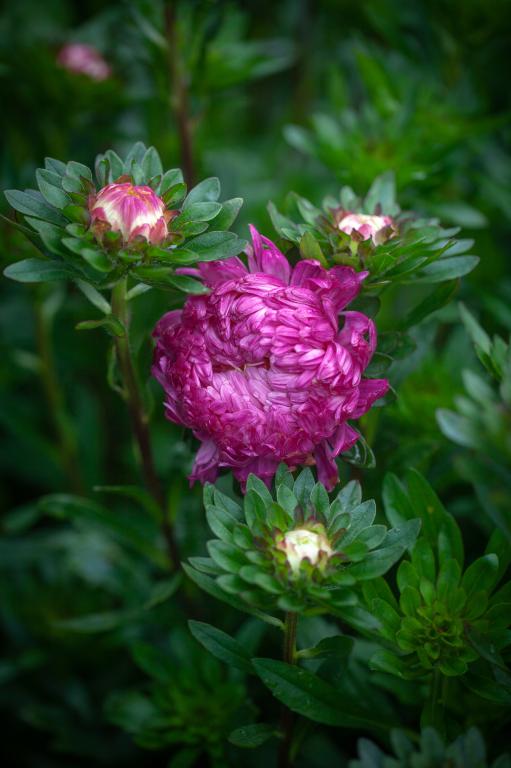 Callistephus chinensis, 'Duchesse Crimson'