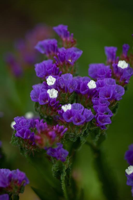 Limonium sinuatum, 'Blue River'