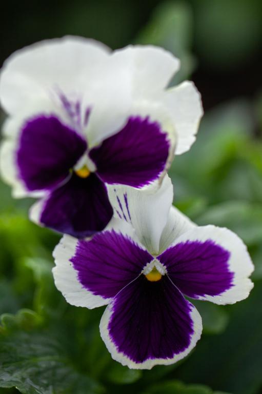 Viola x wittrockiana, Swiss Giants, 'Silverbride'
