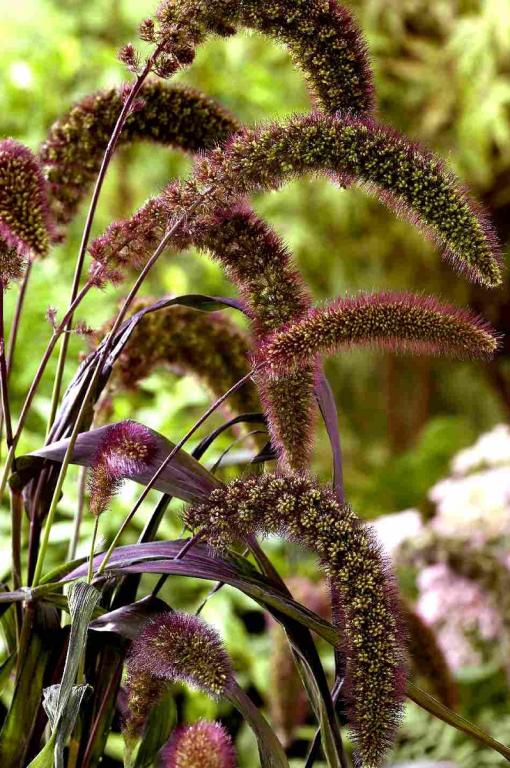 Setaria italica, 'Red Jewel'