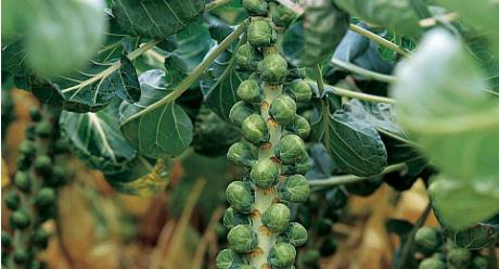 Brussels Sprouts, 'Maximus', F1 Hybrid