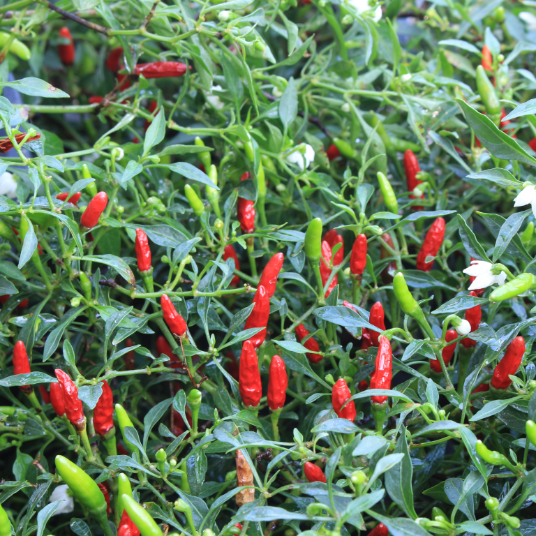 Capsicum, Chilli Pepper, 'Tabasco', F1 Hybrid