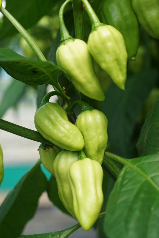 Capsicum, Chilli Pepper, 'Habanero White'