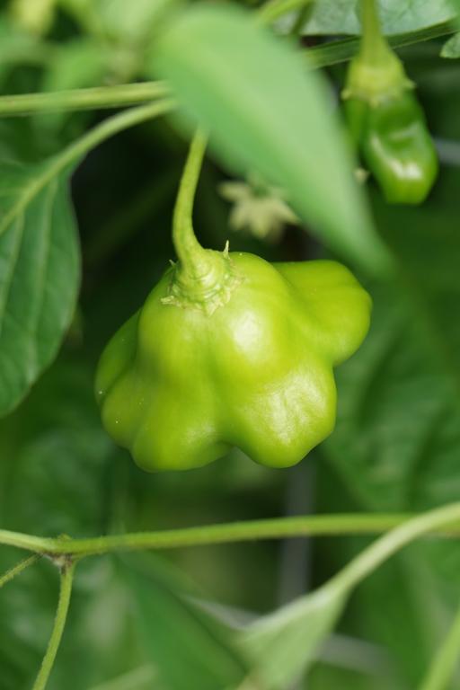 Capsicum, Chilli Pepper, 'Bishop's Crown'