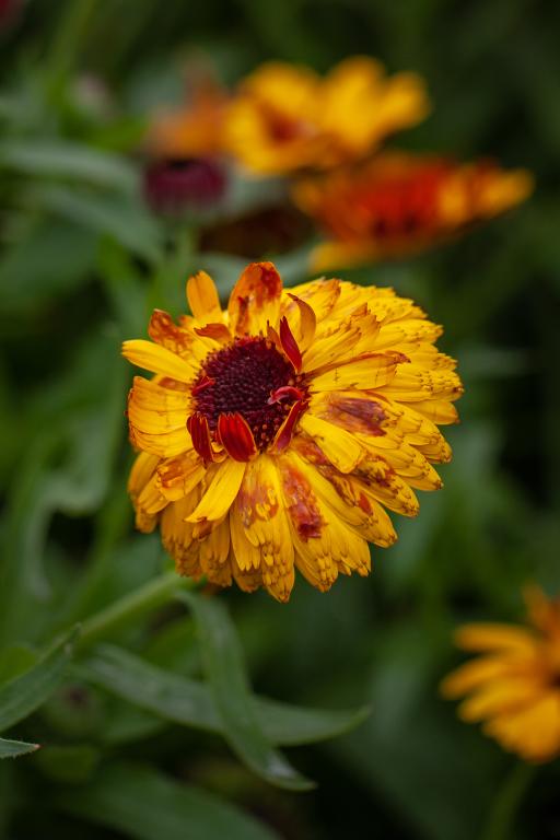 Calendula officinalis, 'Bull's Eye'