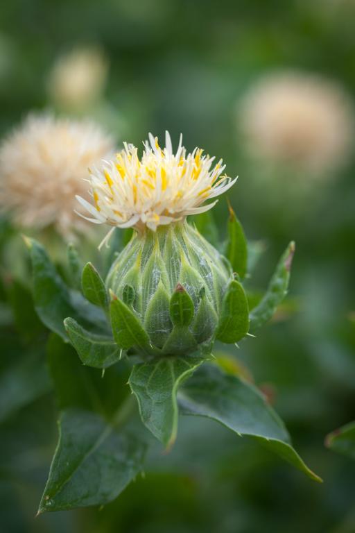 Carthamus tinctorius, 'White Grenade'